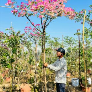 Cây hoa giấy sakura leo cao 1,2m-2m Cây ban công