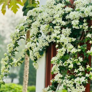 Cây hoa giấy trắng leo giàn Cây ban công
