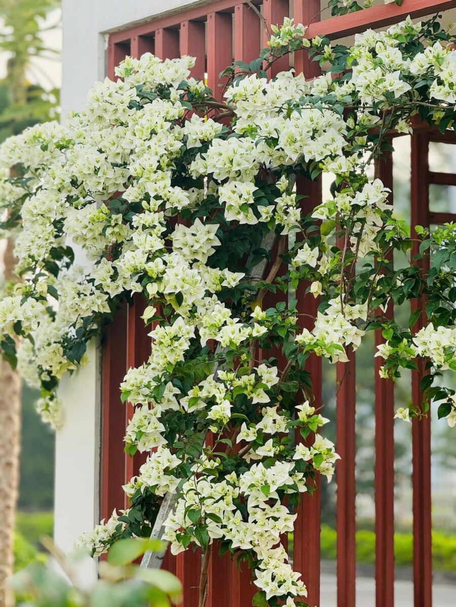 Dịch vụ cắt tỉa hoa giấy, làm giàn, khung leo tại nhà Thiết kế sân vườn  