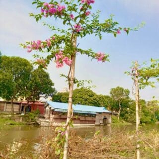 Cây hoa giấy xác pháo leo giàn cao 1m2-2m Cây ban công