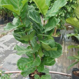 Cây bàng singapore cao 1m4 Cây ban công