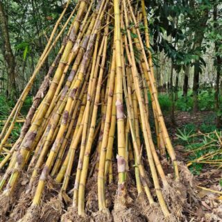 Cây tre vàng (tre vàng bụi, trồng hàng rào) Cây công trình