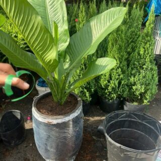 Cây đại phú gia trồng chậu Cây + Chậu Cây đại phú gia chảy nước ở lá