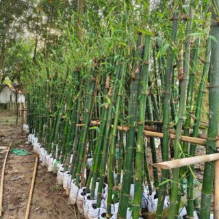 Cây trúc xanh (trúc cảnh hàng rào) Cây ngoài trời