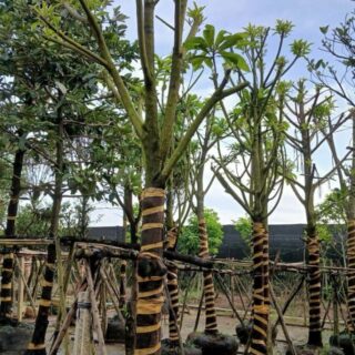 Cây saboche mexico Cây ăn trái