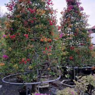 Cây Cảnh Quận 3, TP.HCM - Địa chỉ mua cây xanh, cây cảnh, cây châụ, cây hoa lá Dịch vụ cây xanh Khu vực giao cây xanh Vựa cây cảnh Cây Xanh TPHCM Cây Xanh Cây Cảnh Quận 3, TP.HCM - Địa chỉ mua cây xanh, cây cảnh, cây châụ, cây hoa lá Dịch vụ cây xanh Khu vực giao cây xanh Vựa cây cảnh Cây Xanh TPHCM Cây Xanh