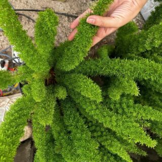 Cây đuôi chồn Cây chậu để bàn