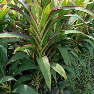 Cây huyết dụ xanh Cây công trình