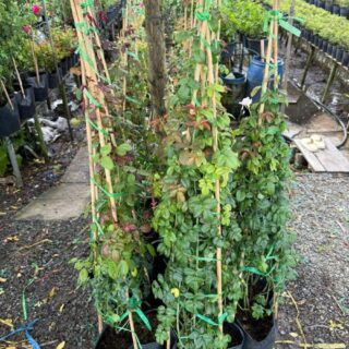 Cây hoa hồng leo Cây ban công