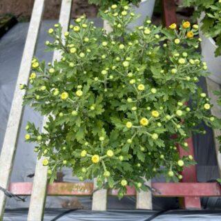 Cây Cảnh Quận 3, TP.HCM - Địa chỉ mua cây xanh, cây cảnh, cây châụ, cây hoa lá Dịch vụ cây xanh Khu vực giao cây xanh Vựa cây cảnh Cây Xanh TPHCM Cây Xanh Cây Cảnh Quận 3, TP.HCM - Địa chỉ mua cây xanh, cây cảnh, cây châụ, cây hoa lá Dịch vụ cây xanh Khu vực giao cây xanh Vựa cây cảnh Cây Xanh TPHCM Cây Xanh