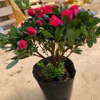 Cây hoa đỗ uyên Cây ban công