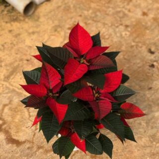 Cây hoa trạng nguyên Cây ban công