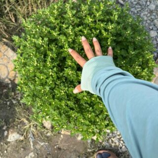 Cây Cảnh Quận 3, TP.HCM - Địa chỉ mua cây xanh, cây cảnh, cây châụ, cây hoa lá Dịch vụ cây xanh Khu vực giao cây xanh Vựa cây cảnh Cây Xanh TPHCM Cây Xanh Cây Cảnh Quận 3, TP.HCM - Địa chỉ mua cây xanh, cây cảnh, cây châụ, cây hoa lá Dịch vụ cây xanh Khu vực giao cây xanh Vựa cây cảnh Cây Xanh TPHCM Cây Xanh