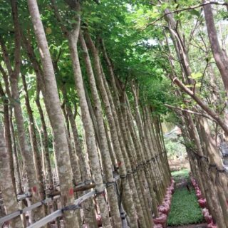 Cây giáng hương Cây bóng mát