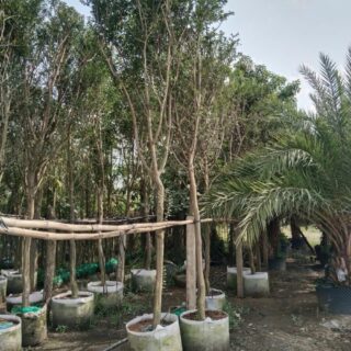 Cây tường vy – tường vi (cao 2-4m) Cây bóng mát Bệnh trên cây tường vi