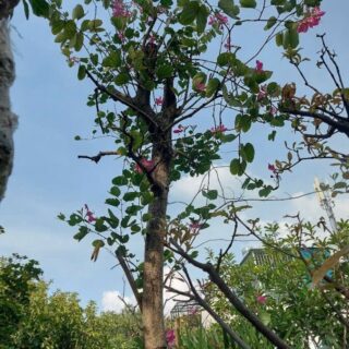 Cây móng bò ( cao 4 mét ) Cây bóng mát