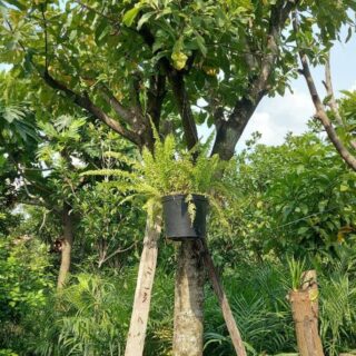 Cây lộc vừng (4-5 mét) Cây bóng mát Các thế cây lộc vừng đẹp