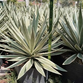 Cây dứa Agao Cây ban công