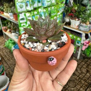 Cây sen đá mini Cây chậu để bàn