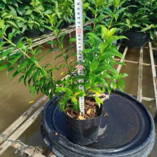 Cây huỳnh anh Cây ban công