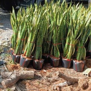 Cây lưỡi hổ công trình (1-3 thân) Cây cỏ