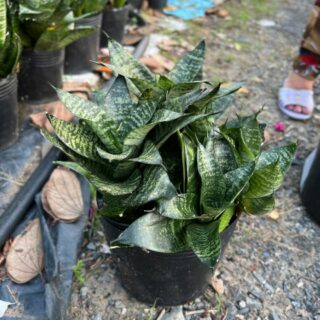 Cây lưỡi mèo Cây ban công