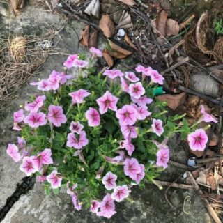 Cây dạ yến thảo (đủ màu sắc) Cây ban công