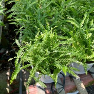 Cây dương xỉ nút áo Cây ban công