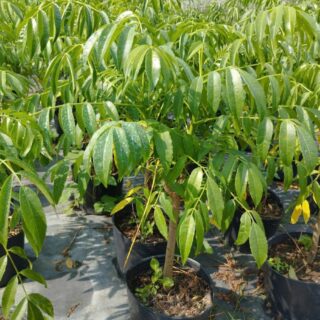 Cây cóc thái Cây ăn trái