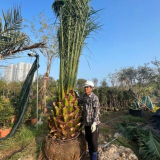 Cây chà là canari Cây bóng mát Cây chà là cảnh