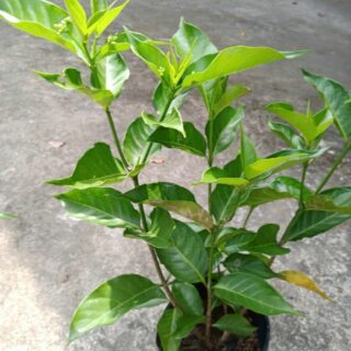 Cây Lài Tây (Hoa Nhài Tây / Ngọc Nữ) Cây ban công