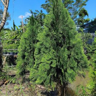 Cây trắc bá diệp – trắch bách diệp (cao 1,5-4 mét) Cây ban công