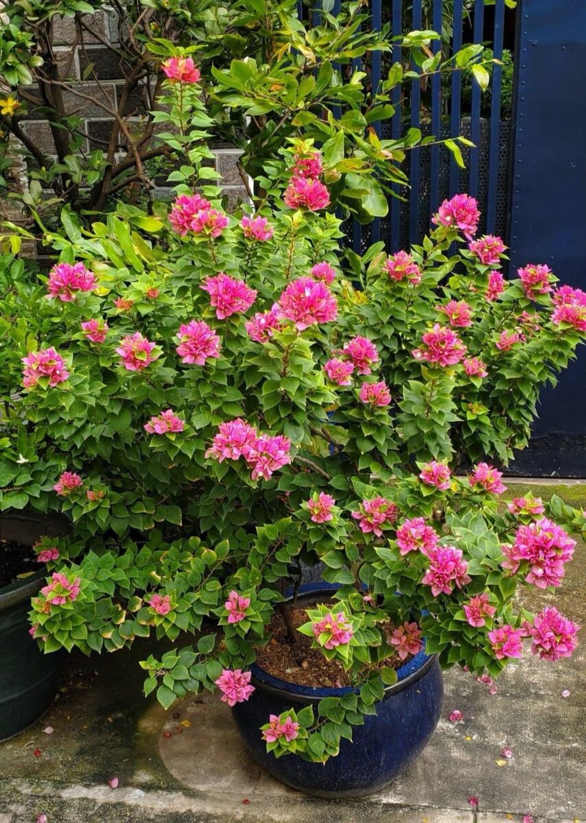 Hình ảnh cây hoa giấy mỹ đẹp và các dáng cây đẹp Thiết kế sân vườn  