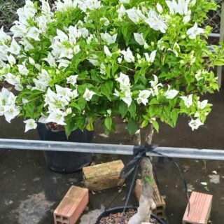 Cây hoa giấy trắng tuyết Cây ban công