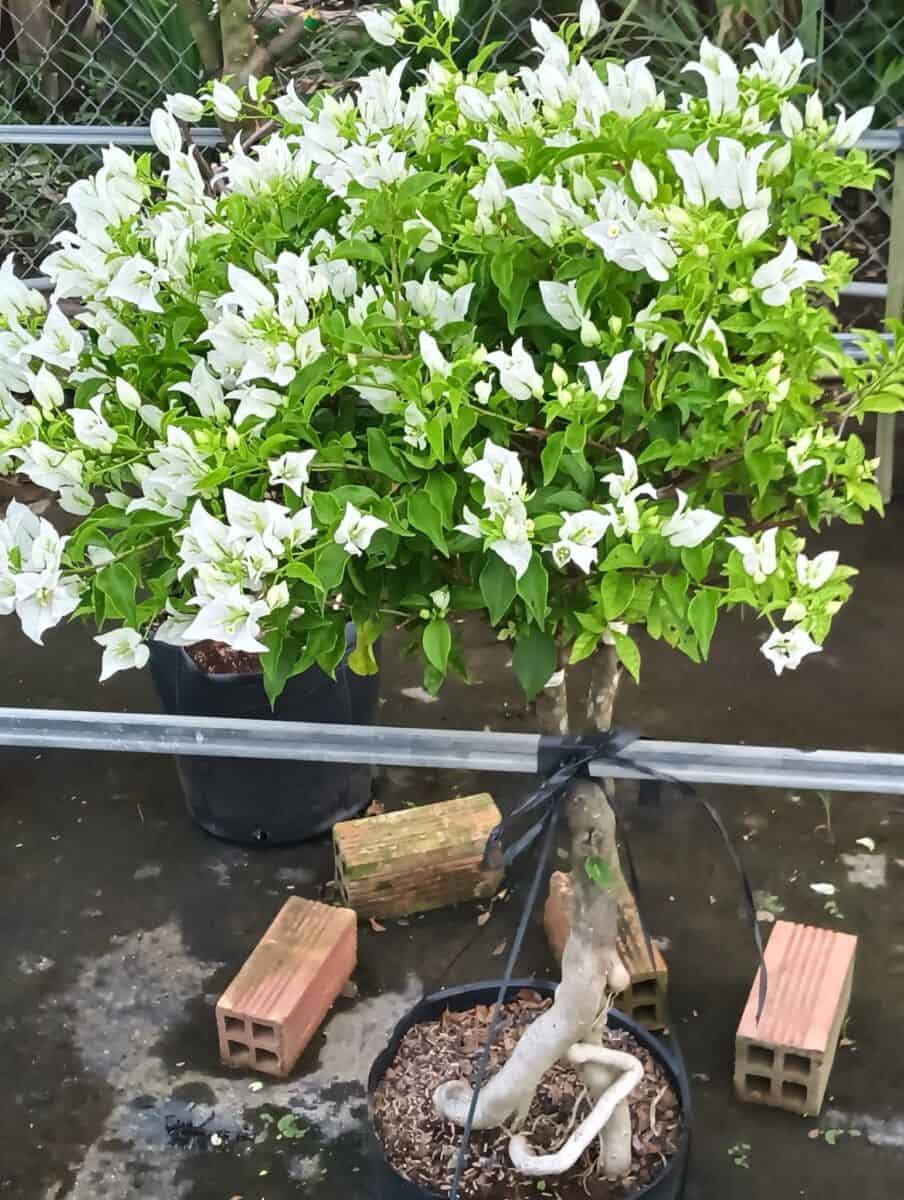 Cây hoa giấy trắng tuyết Cây ban công 3 Cây hoa giấy trắng tuyết Cây ban công 3