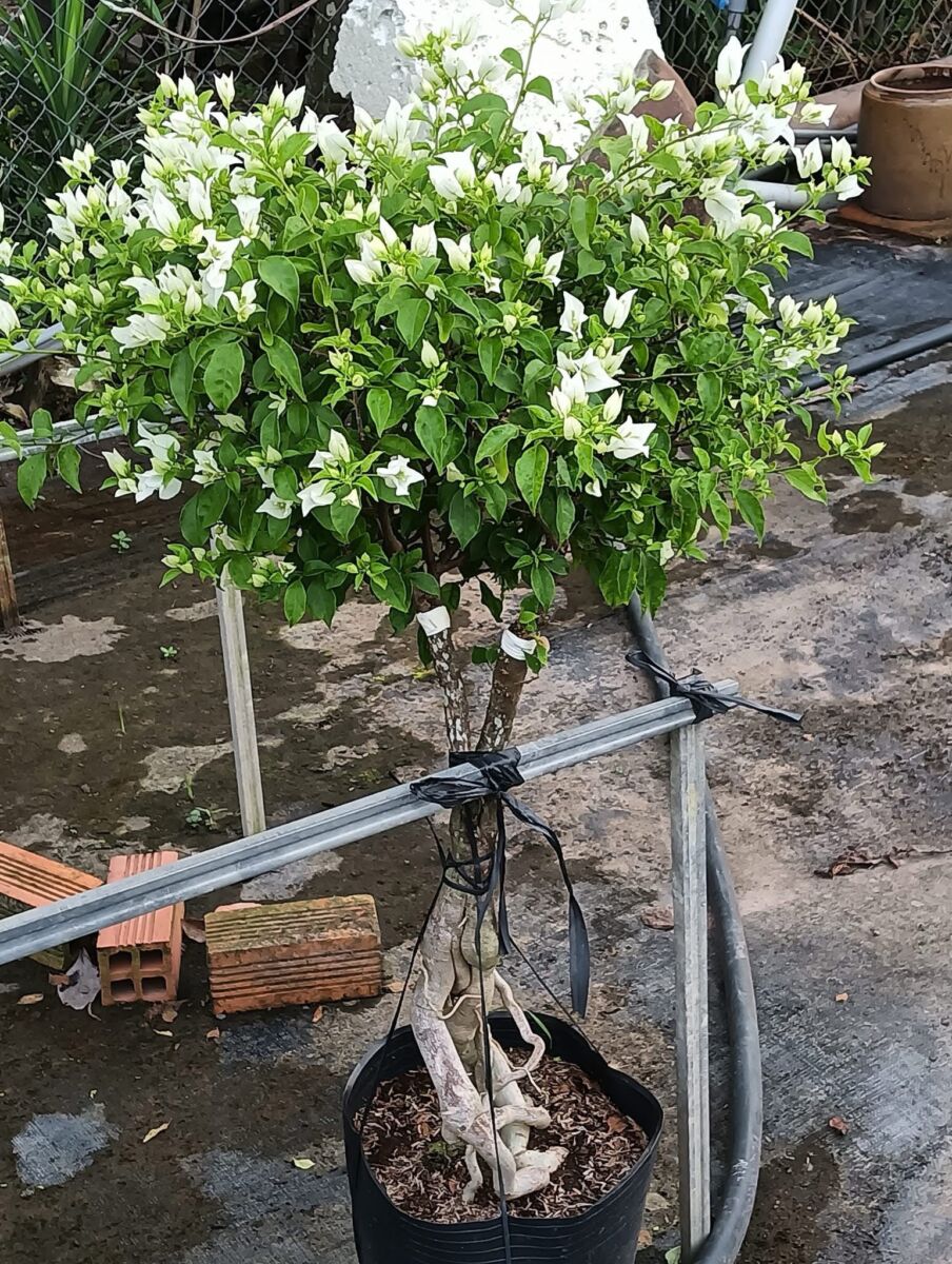 Cây hoa giấy trắng tuyết Cây ban công 4 Cây hoa giấy trắng tuyết Cây ban công 4