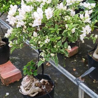 Cây hoa giấy trắng tuyết (lá cẩm thạch) Cây ban công