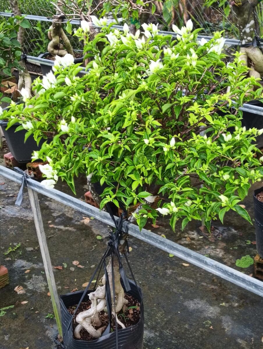 Cây hoa giấy trắng tuyết Cây ban công 5 Cây hoa giấy trắng tuyết Cây ban công 5