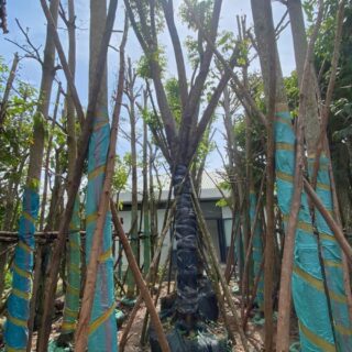 Cây giáng hương (đk 20cm) Cây bóng mát