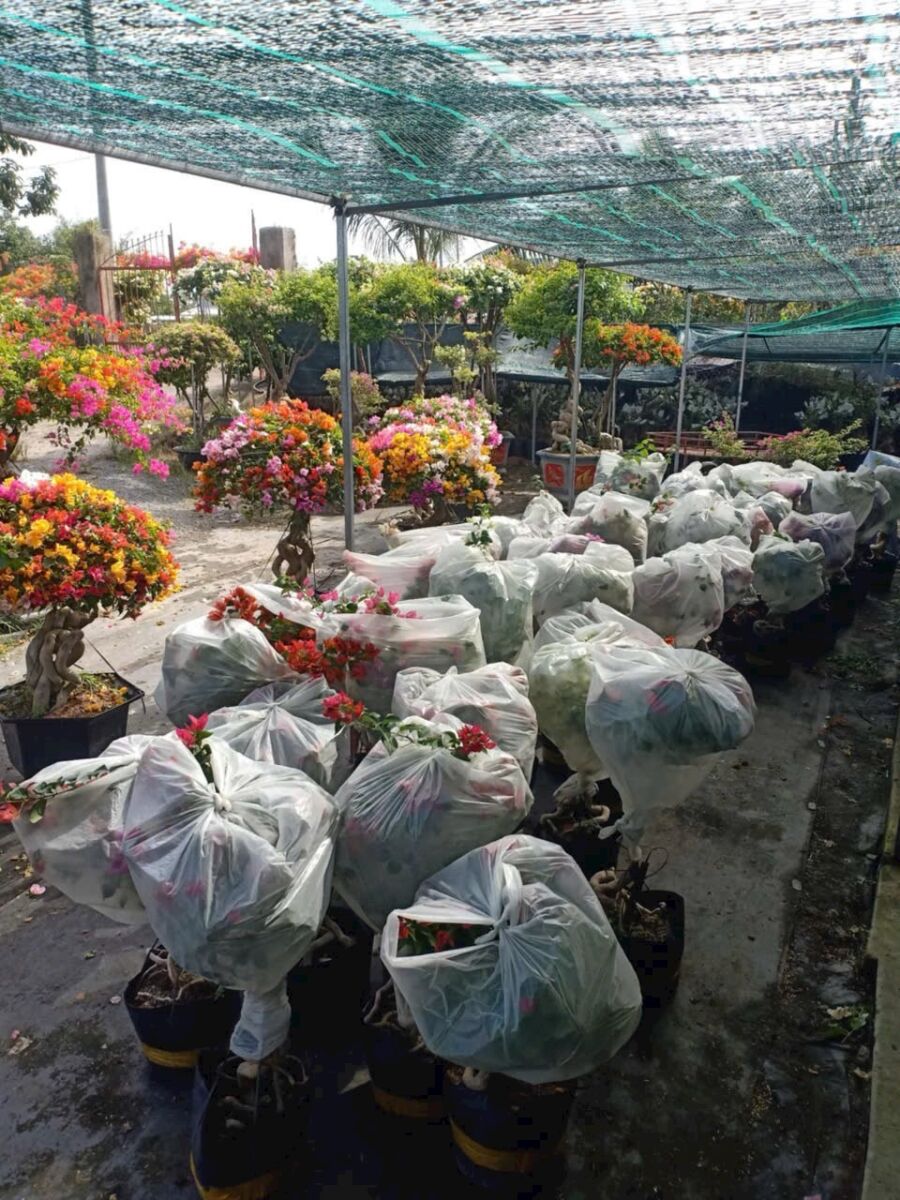 Dịch Vụ Cung Cấp Cây Kiểng Lá Trang Trí Decor Quán Ăn, Nhà Hàng Dịch vụ cây xanh Cây xanh phong thuỷ Thi công công trình Thi công sân thượng Thiết kế ban công Thiết kế cảnh quan Thiết kế cảnh quan sân vườn Thiết kế sân vườn  