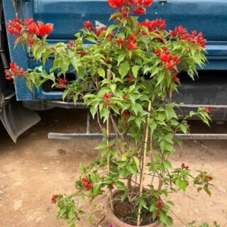 Cây hoa giấy đỏ lửa Cây ban công