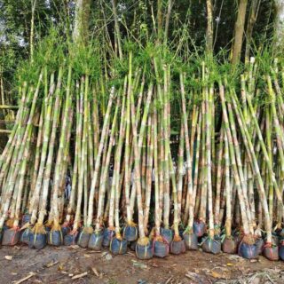 Cây tre tầm vông Cây công trình