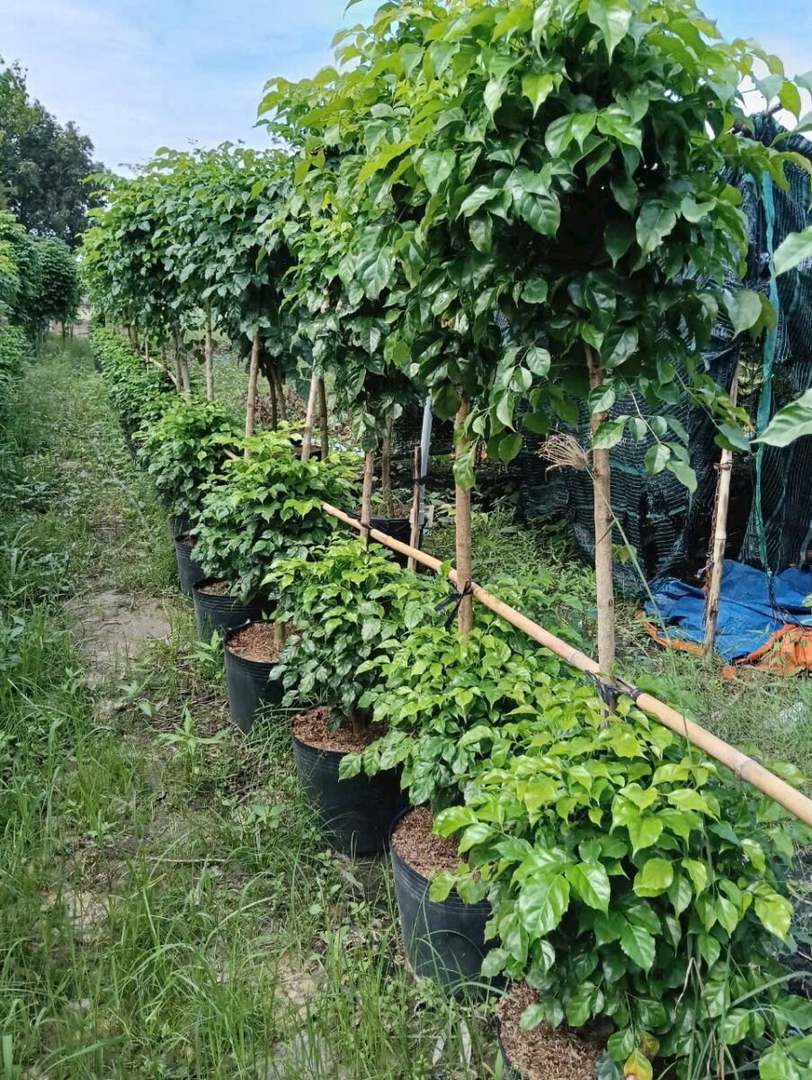 Hình ảnh tại vườn trồng cây hạnh phúc 2 thân Thiết kế sân vườn  