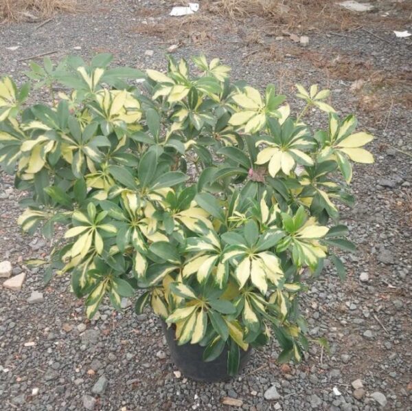 Cây ngũ gia bì (cây lá có hương thơm) Cây ban công