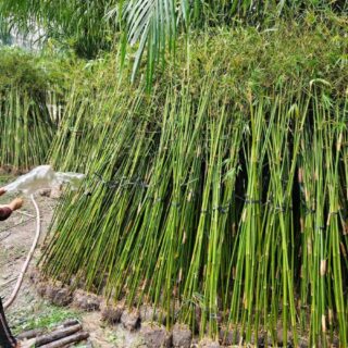 Cây trúc cần câu hàng rào Cây ban công Trúc cần câu