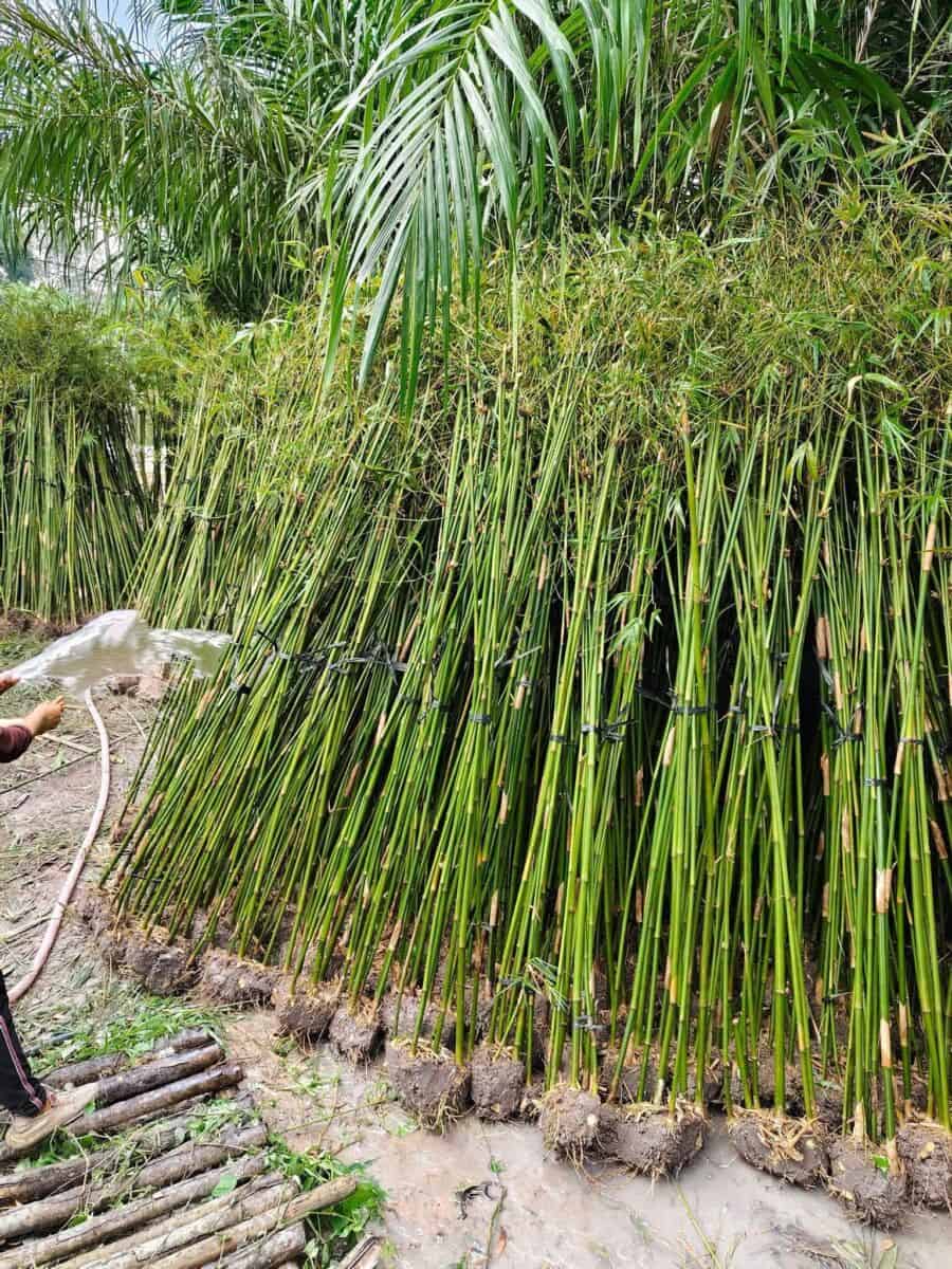 Cây trúc cần câu hàng rào Cây ban công Trúc cần câu 3 Cây trúc cần câu hàng rào Cây ban công Trúc cần câu 3