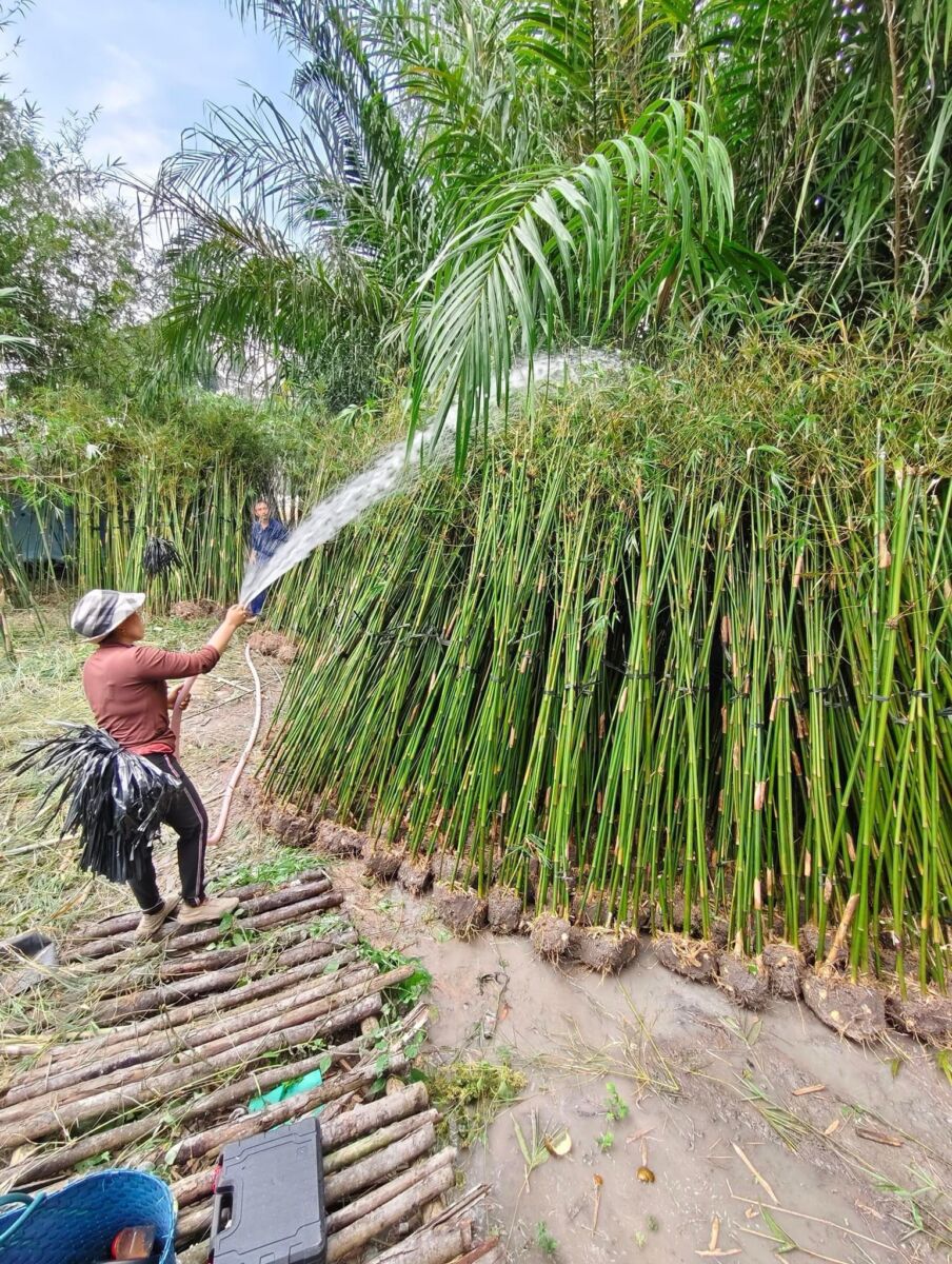 Cây trúc cần câu hàng rào Cây ban công Trúc cần câu 4 Cây trúc cần câu hàng rào Cây ban công Trúc cần câu 4