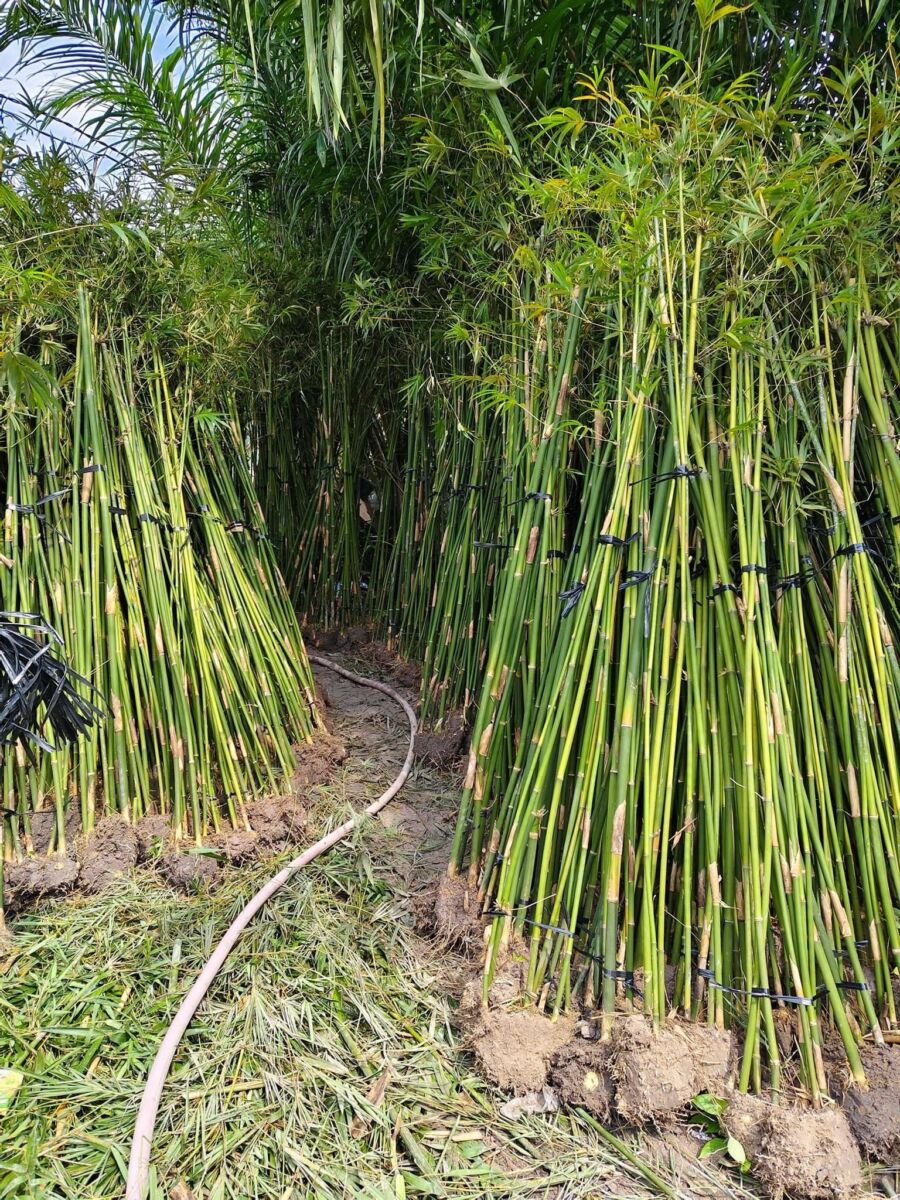 Cây trúc cần câu hàng rào Cây ban công Trúc cần câu 5 Cây trúc cần câu hàng rào Cây ban công Trúc cần câu 5