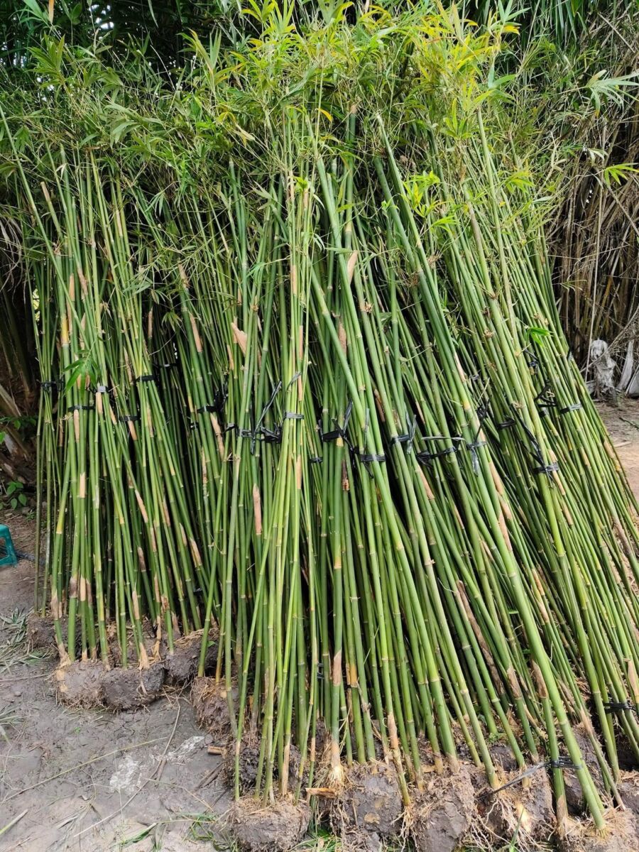 Cây trúc cần câu hàng rào Cây ban công Trúc cần câu 6 Cây trúc cần câu hàng rào Cây ban công Trúc cần câu 6