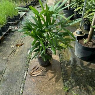 Cây trúc mây Cây ban công